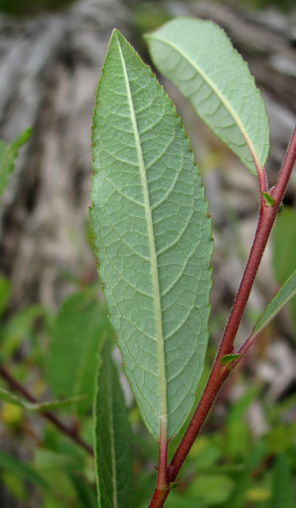 Image of Salix &times; coerulescens specimen.