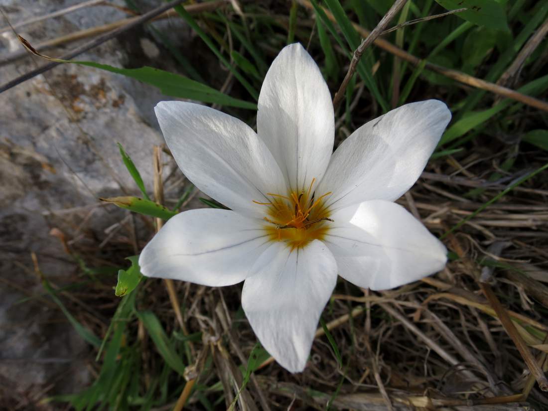 Image of Crocus hyemalis specimen.