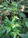 Cruciata glabra