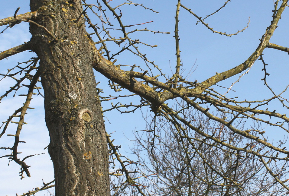 Image of Ginkgo biloba specimen.