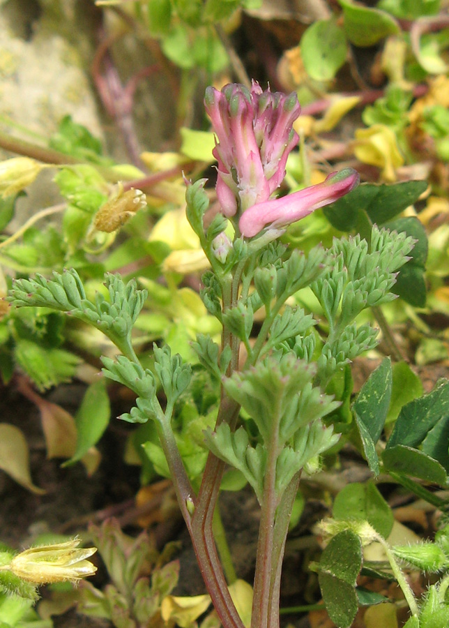 Изображение особи Fumaria officinalis.