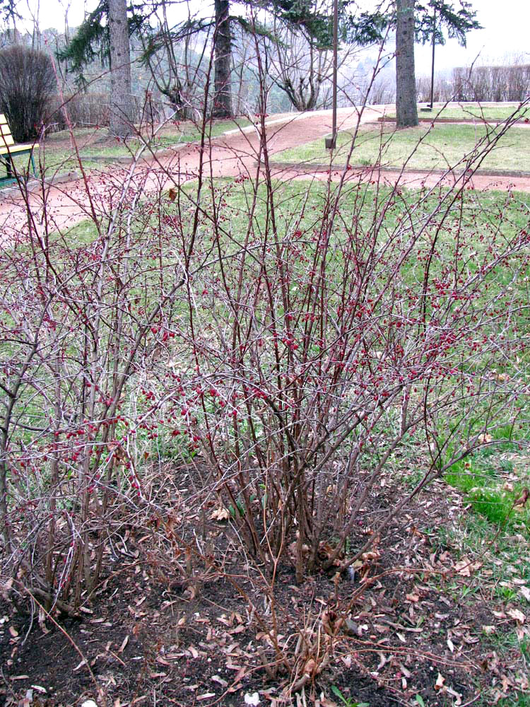 Изображение особи Berberis thunbergii.