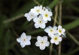 Myosotis imitata