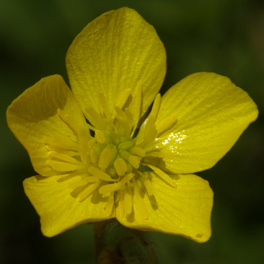 Image of Ranunculus neapolitanus specimen.