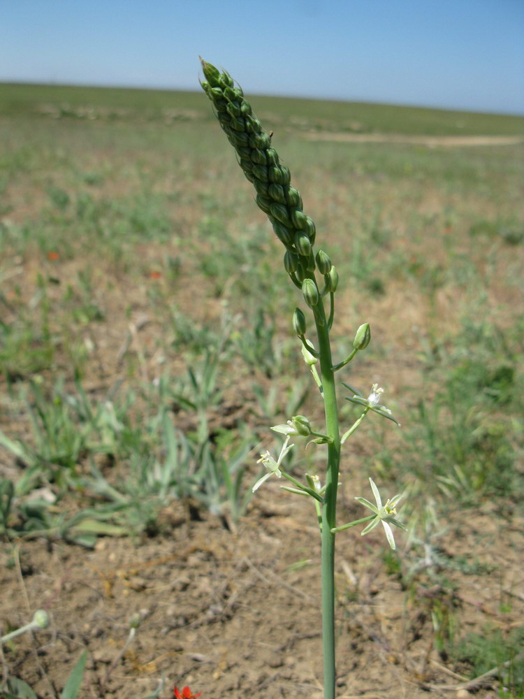 Изображение особи Ornithogalum pyrenaicum.