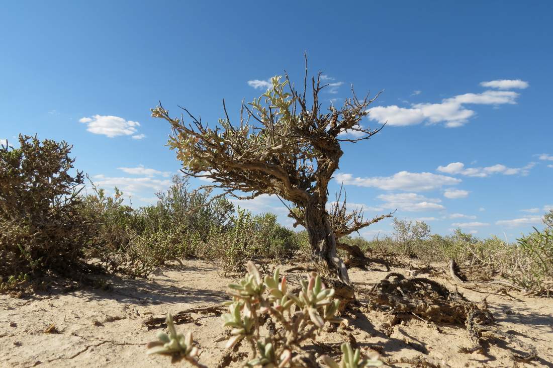 Image of Atriplex cana specimen.