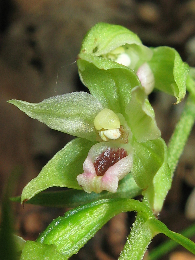 Image of Epipactis muelleri specimen.