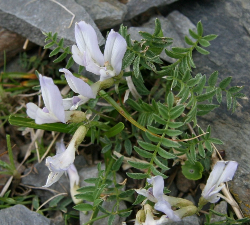 Изображение особи Astragalus frickii.