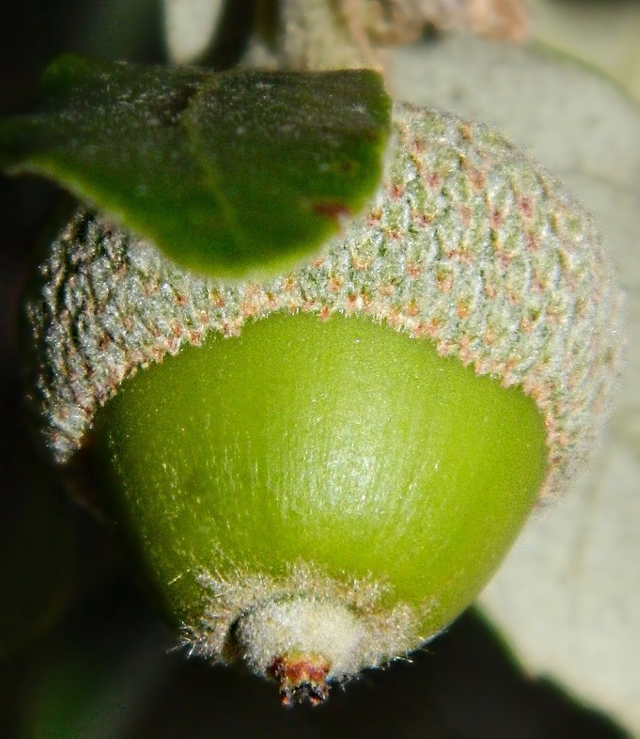 Image of Quercus ilex specimen.