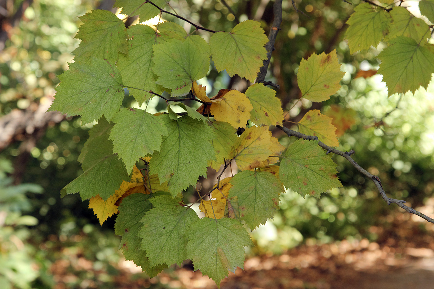 Image of Crataegus nitida specimen.