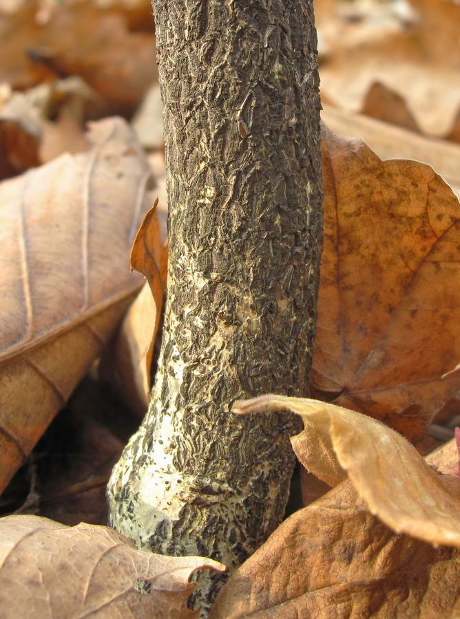 Image of Euonymus pauciflorus specimen.