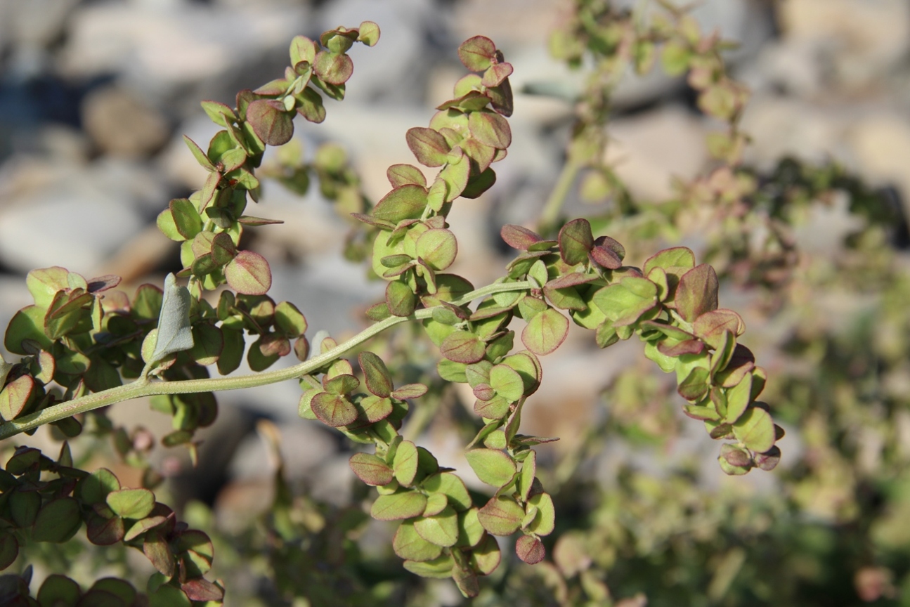 Image of Atriplex aucheri specimen.