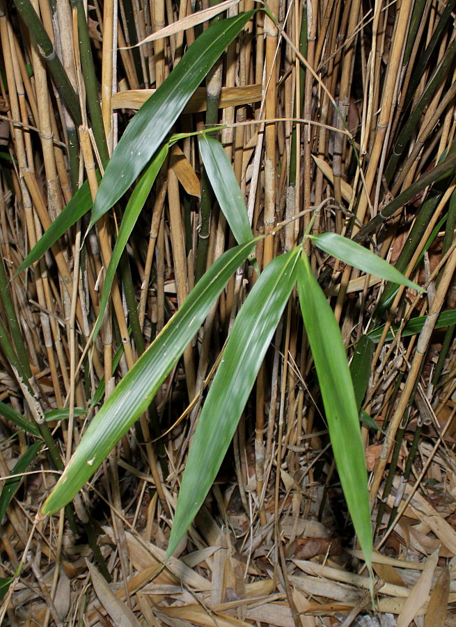 Image of genus Bambusa specimen.