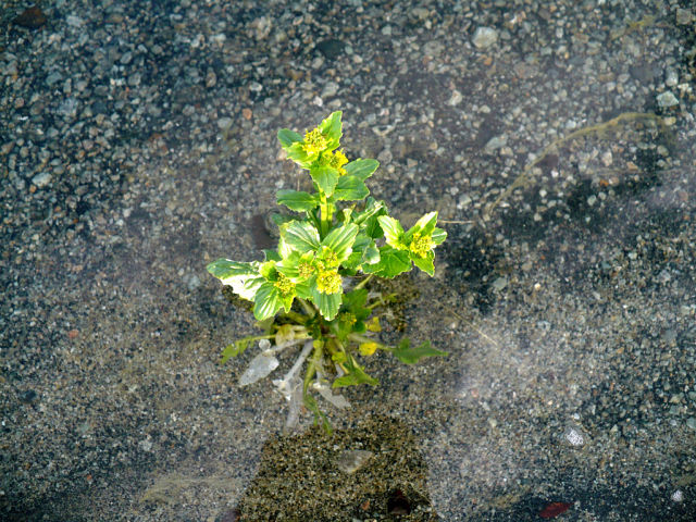 Изображение особи Barbarea stricta.