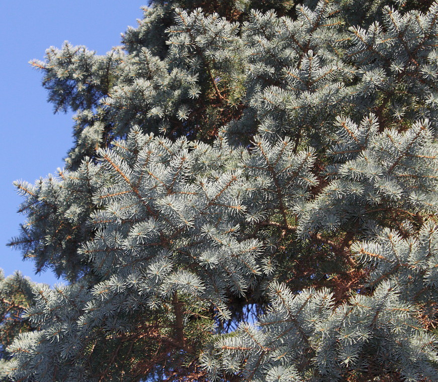 Image of Picea pungens f. glauca specimen.