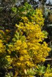 Sedum dendroideum. Верхушка цветущего растения. США, Калифорния, Сан-Франциско, ботанический сад. 14.02.2014.