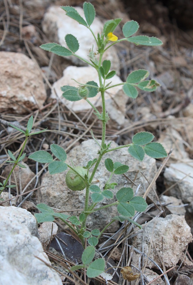 Image of Medicago scutellata specimen.