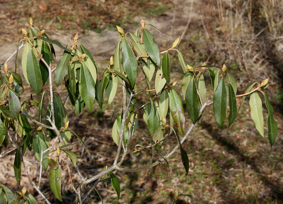 Image of Rhododendron ambiguum specimen.