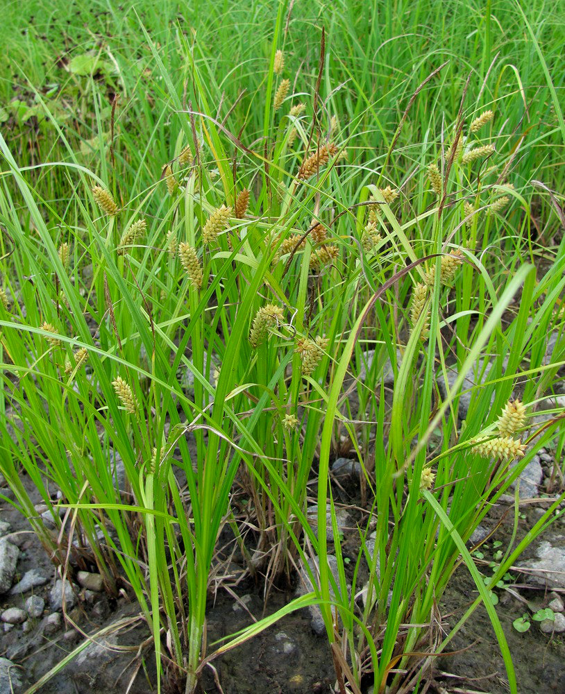 Изображение особи Carex vesicaria.