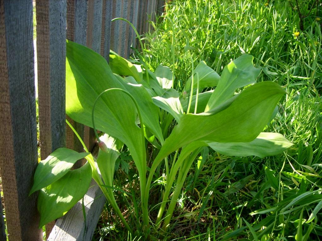 Image of Allium ochotense specimen.