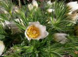 Pulsatilla vulgaris