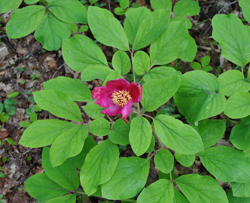 Изображение особи Paeonia caucasica.