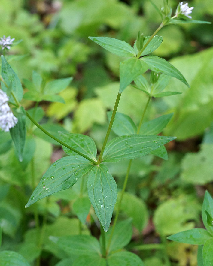 Image of Asperula caucasica specimen.