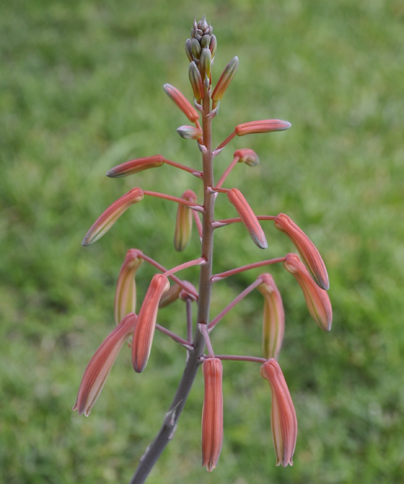 Image of Aloe aristata specimen.