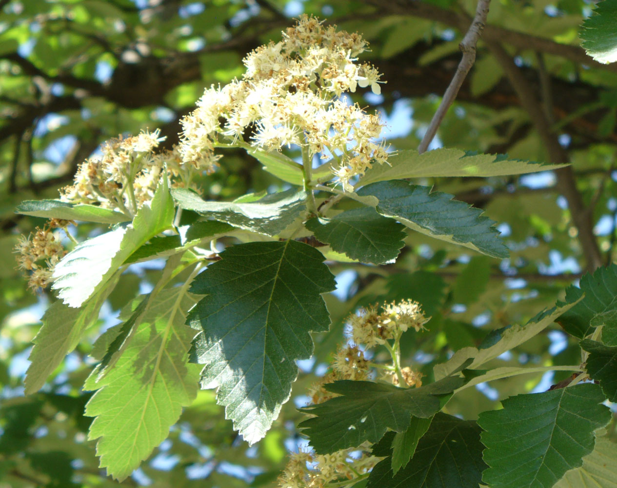 Изображение особи Sorbus intermedia.