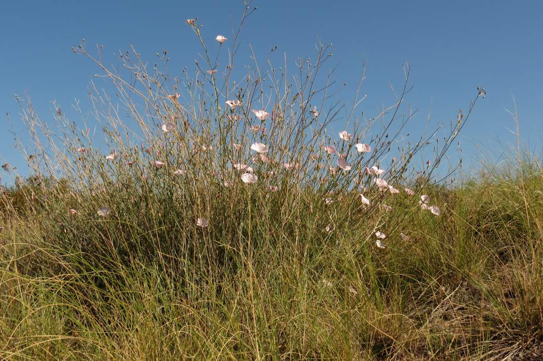 Image of Convolvulus pseudocantabrica specimen.