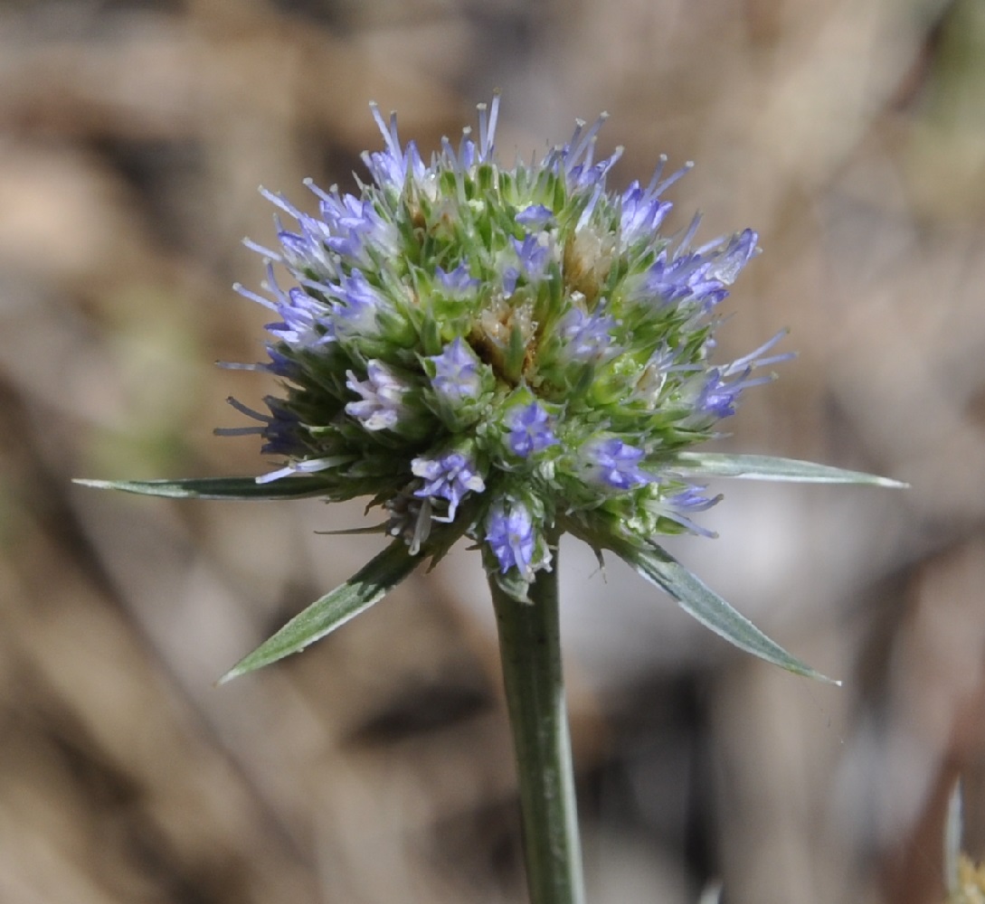 Изображение особи Eryngium wiegandii.