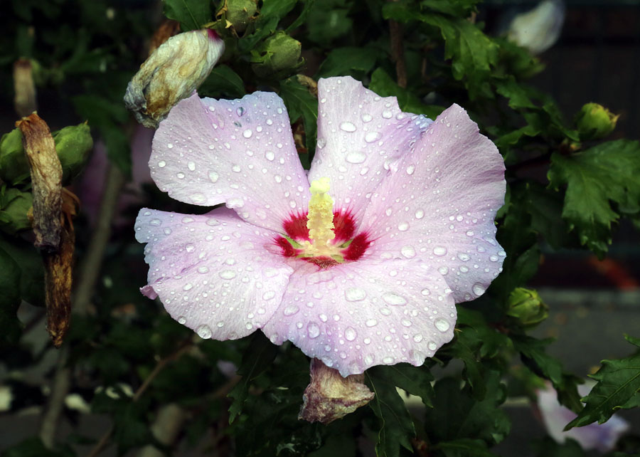 Image of Hibiscus syriacus specimen.