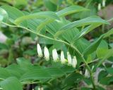 Polygonatum glaberrimum