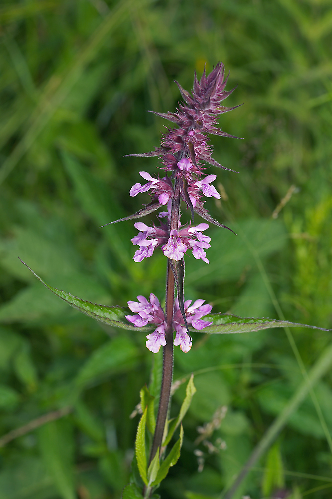 Image of Stachys palustris specimen.