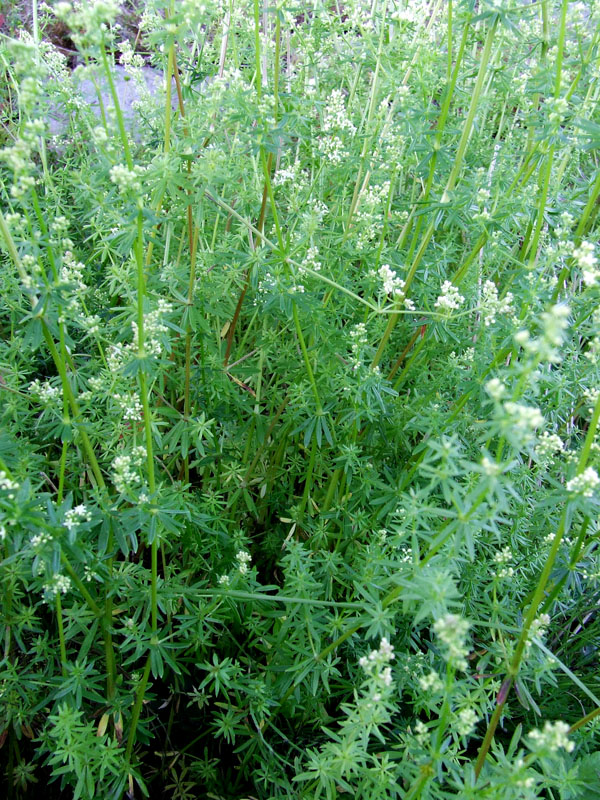 Image of Galium album specimen.