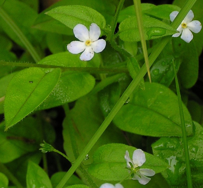 Изображение особи Trigonotis radicans.