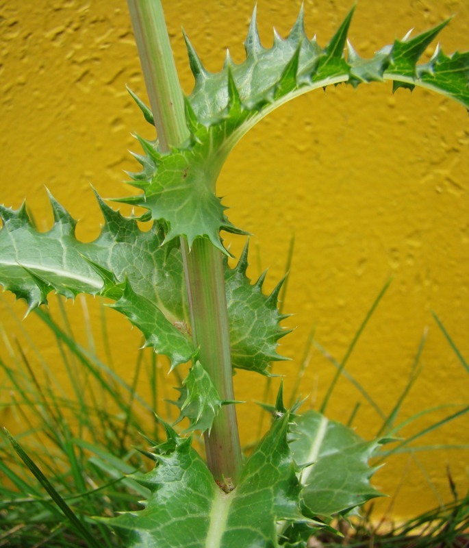 Image of genus Sonchus specimen.