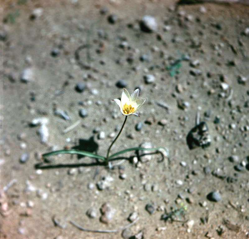 Image of Tulipa sogdiana specimen.