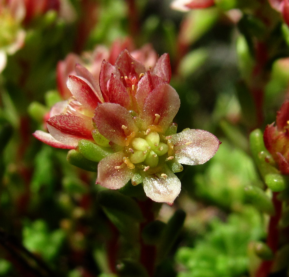 Image of Sedum tenellum specimen.