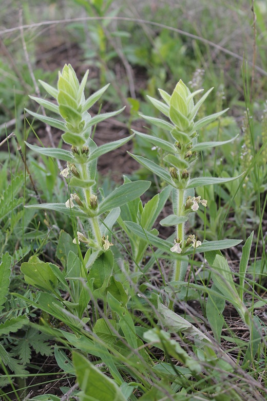 Image of Ajuga laxmannii specimen.