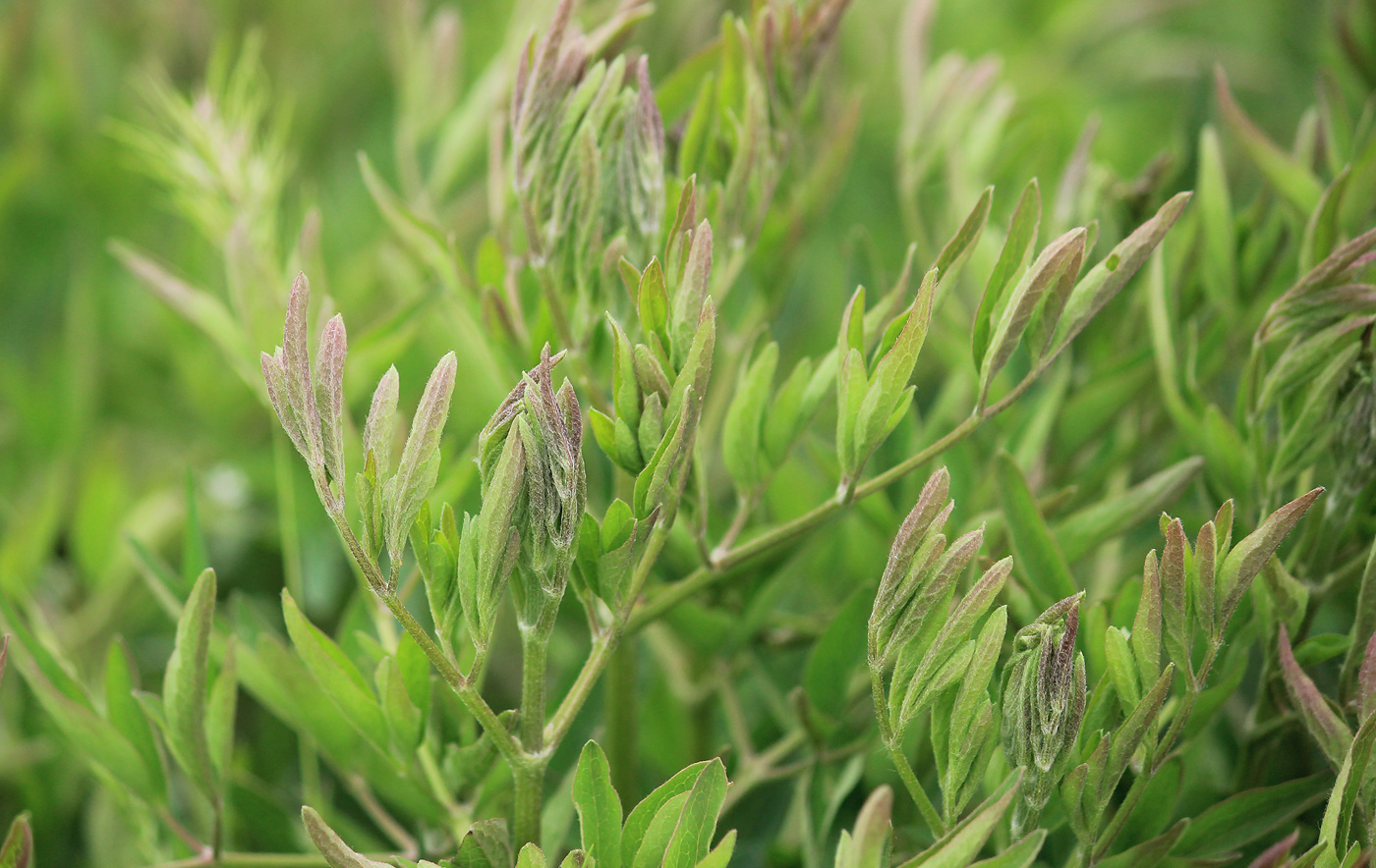 Image of Clematis lathyrifolia specimen.