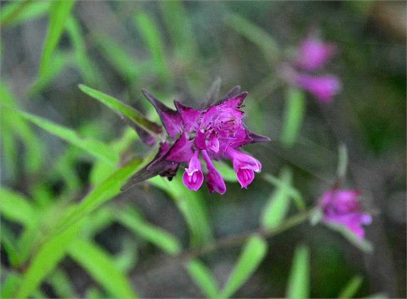 Image of Melampyrum setaceum specimen.