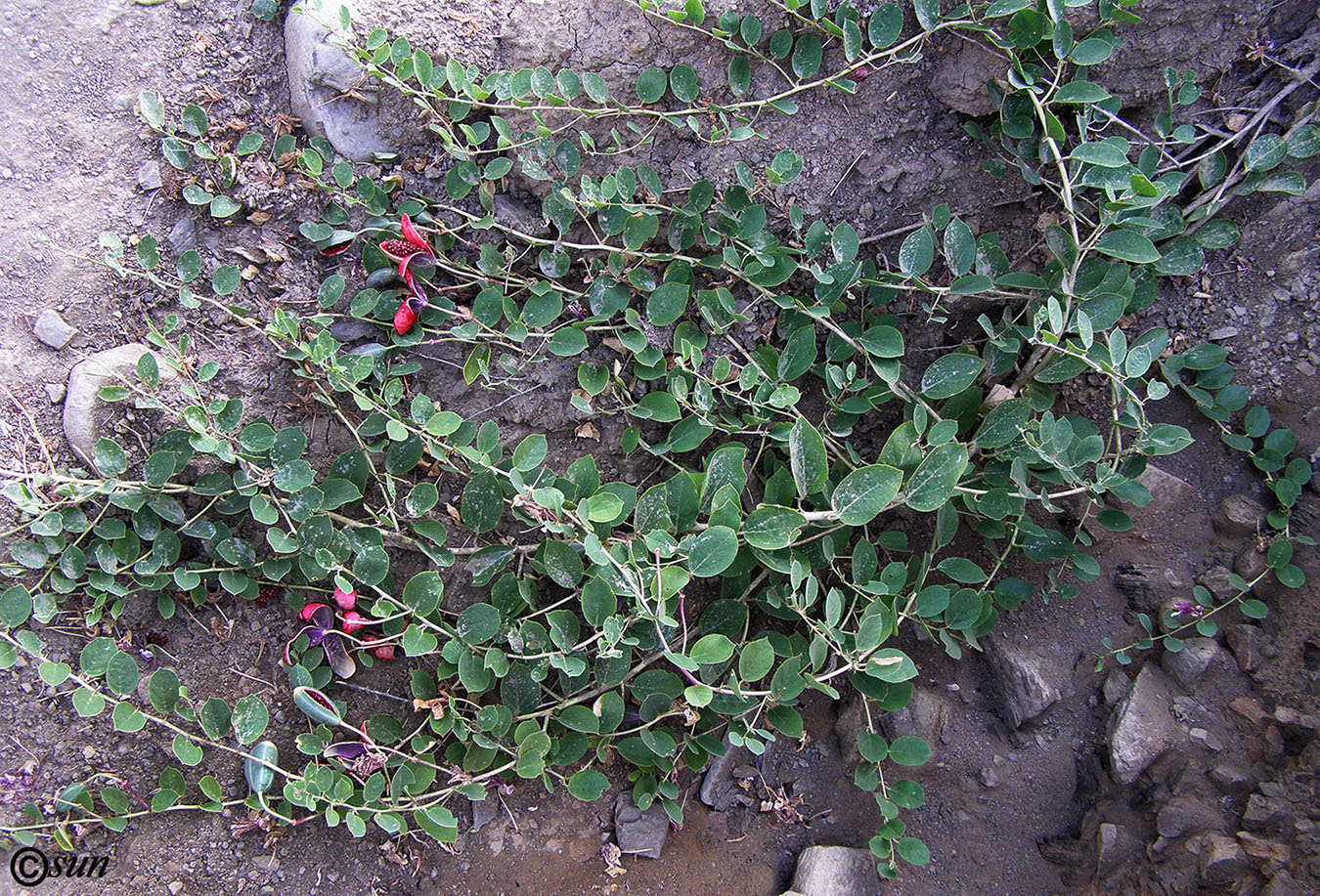 Image of Capparis herbacea specimen.