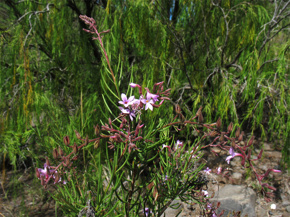 Изображение особи Campylanthus salsoloides.