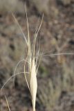 Stipa drobovii. Соплодие. Казахстан, Алматинская обл. возле вдхр. Капчагай. 31.05.2014.