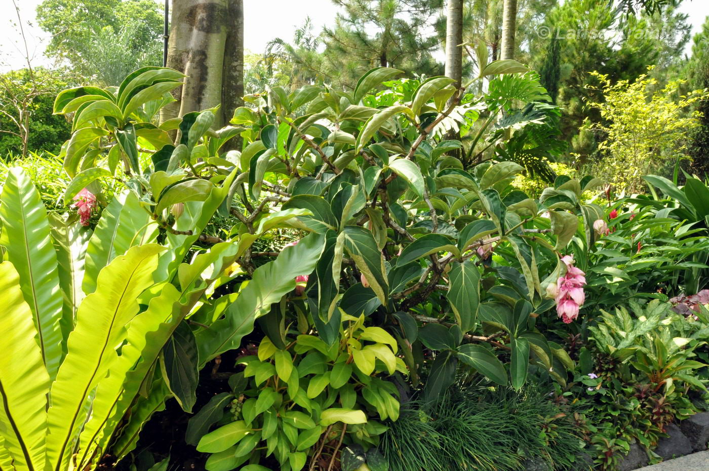 Изображение особи Medinilla magnifica.