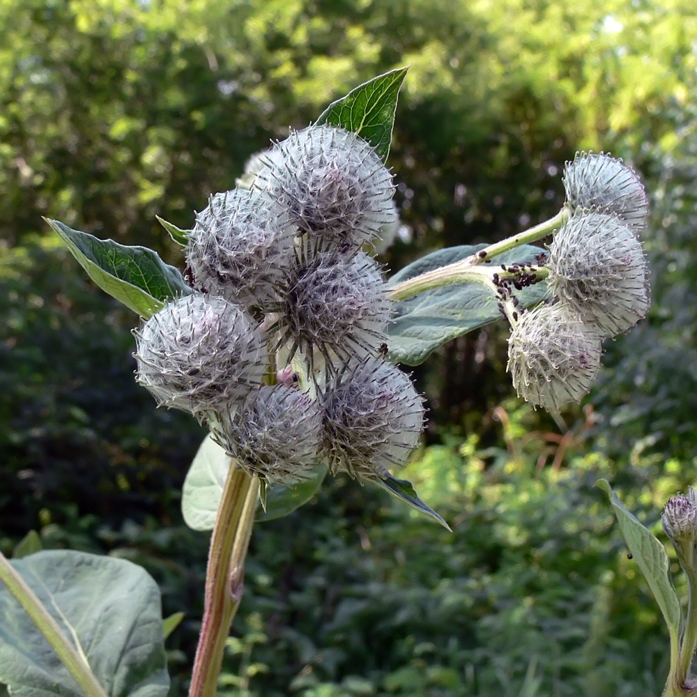 Image of Arctium tomentosum specimen.