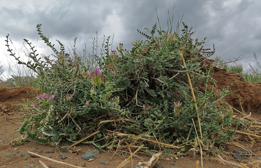 Изображение особи Astragalus albicans.