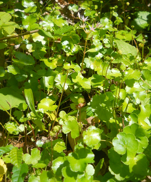 Image of Hydrocotyle ramiflora specimen.