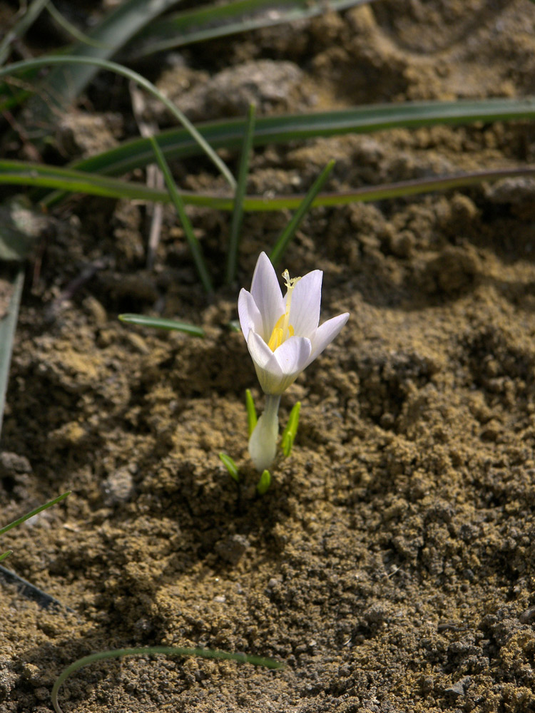 Изображение особи Crocus nevadensis.